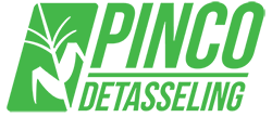 Pinco Detasseling